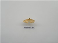 藏品(尺蠖蛾科)的圖片